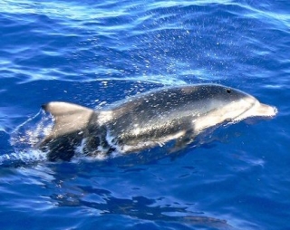  Avistamiento de ballenas con Archipiélago Sail 